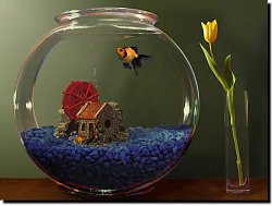 www lifeglobe goldfish aquarium